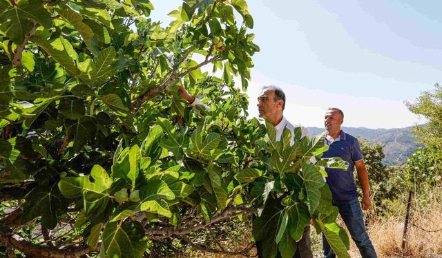 Bardacık, üzüm ve buzlu badem… Payamlı’da festival heyecanı