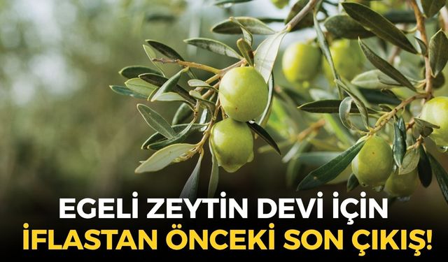 Ege'nin 40 yıllık zeytin devinde kriz derinleşti: İflastan önceki son çıkış!