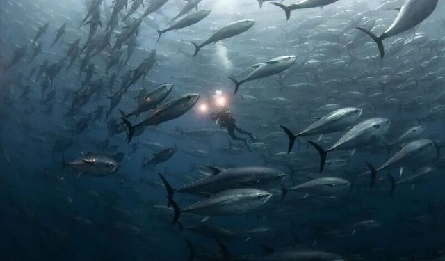 İzmir Seferihisar'da rekor av! 260 kiloluk mavi yüzgeçli Orkinos görenleri şaşırttı