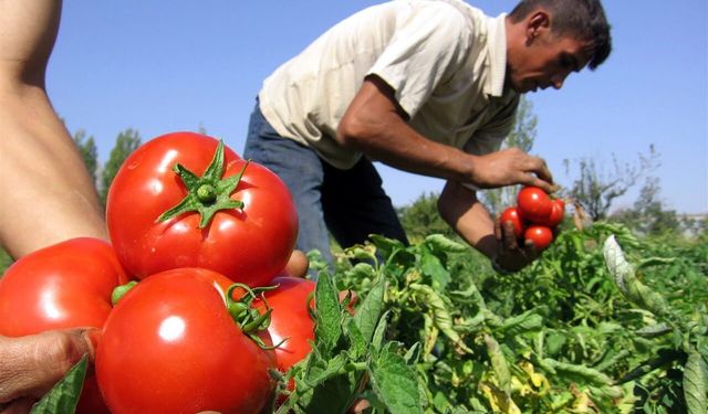 4 TL oldu, üretici kara kara düşünüyor!  Fabrikalar ödemeyi 2 ay vadeye bağladı!
