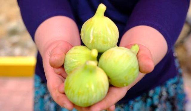 Menemen'de festival zamanı: Bozalan İnciri sahneye çıkıyor!