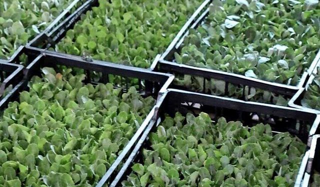İzmir’de hangi tarım ürünleri yetişiyor? Zeytin, üzüm ve meyve üretiminin öne çıktığı bölgeler