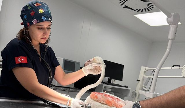 Torbalı’da yaralı flamingoya belediye sahip çıktı
