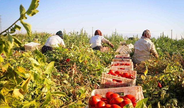 90 ülkenin sofralarına uzanan yol Torbalı'dan geçiyor