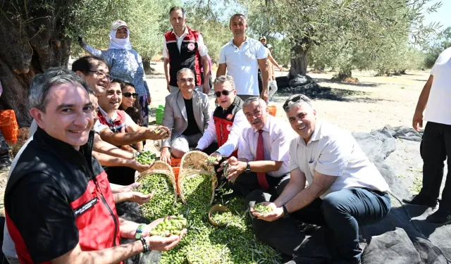 Türkiye'de sezonun ilk zeytin hasadı İzmir Dikili'den!