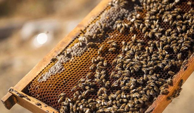 Bornova’da bal gibi proje! Hasat edilen ürünler ihtiyaç sahiplerine ulaşacak