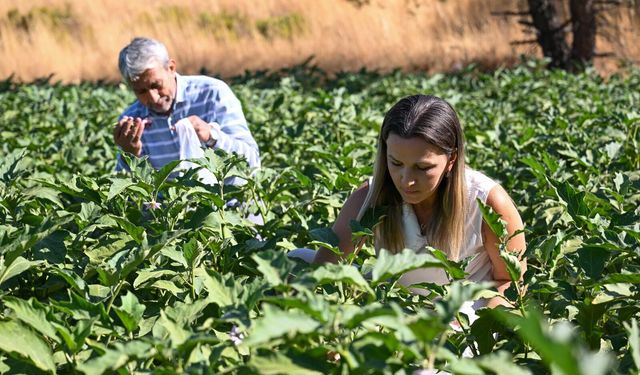 Bornova’da dayanışma hasadı: Topraktan dar gelirlinin sofrasına