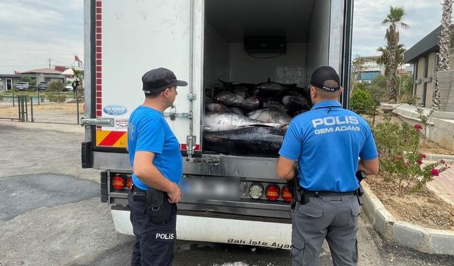 İzmir Güzelbahçe’de yarım milyonluk kaçak orkinos operasyonu