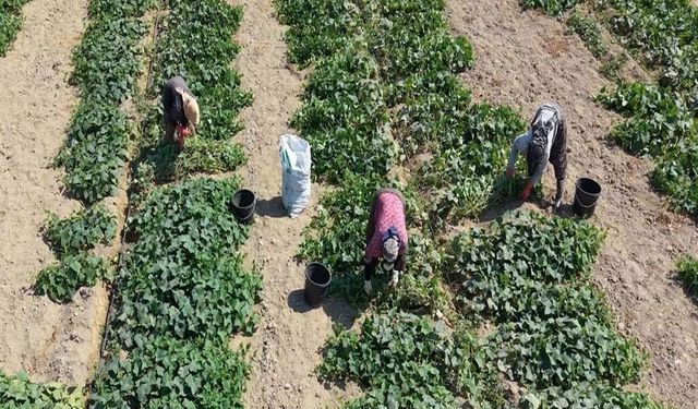 Ödemiş’te salatalıkta ikinci hasat heyecanı! Üretici maliyetlerden yakındı
