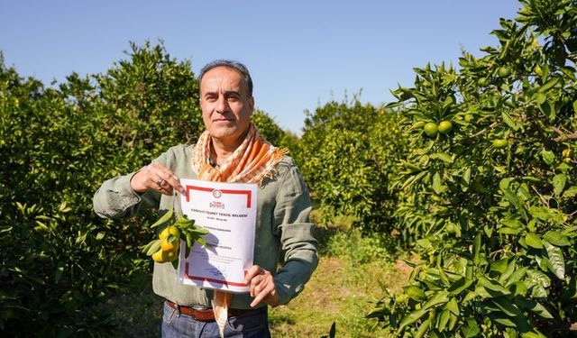 Coğrafi işaretli Seferihisar mandalinasında hasat başladı