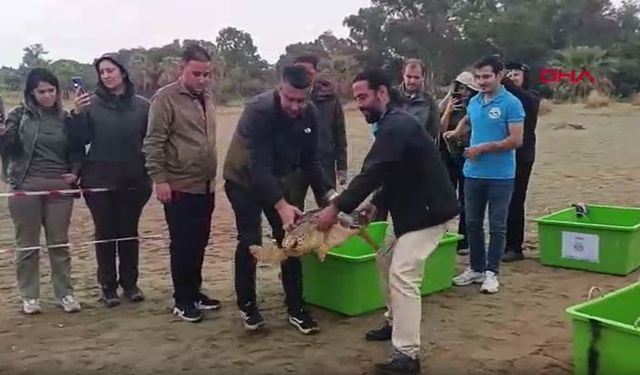 İzmir’de tedavileri tamamlanan 4 caretta caretta denize bırakıldı