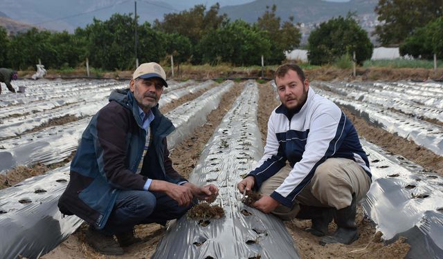 Menemen’de 25 yıllık organik tarım mirası baba-oğul omuz omuza sürüyor