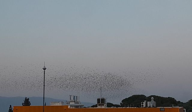 Gökyüzünde görsel şölen: Binlerce kuş dans etti