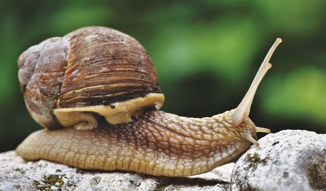 Salyangozlar yağmur yağınca neden ortaya çıkar, ıslak zeminlerde nasıl hareket eder?