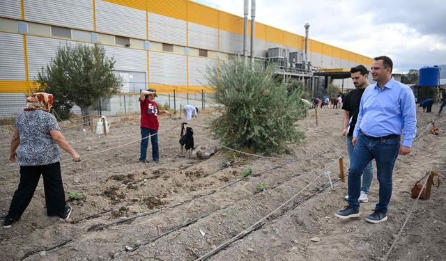 Bornova’nın bostanlarında yeni sezon heyecanı: Kışlık fideler dikildi