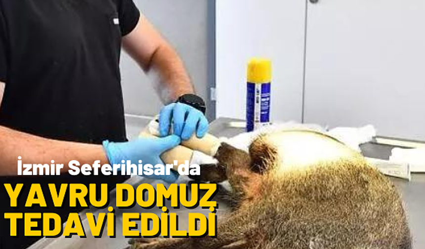 Yaralı yavru domuz tedavi altına alındı