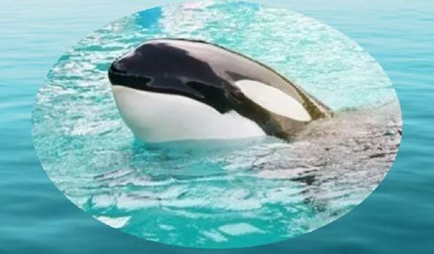 50 yıldan fazla esaret altında olan katil balina Lolita, serbest kalacak