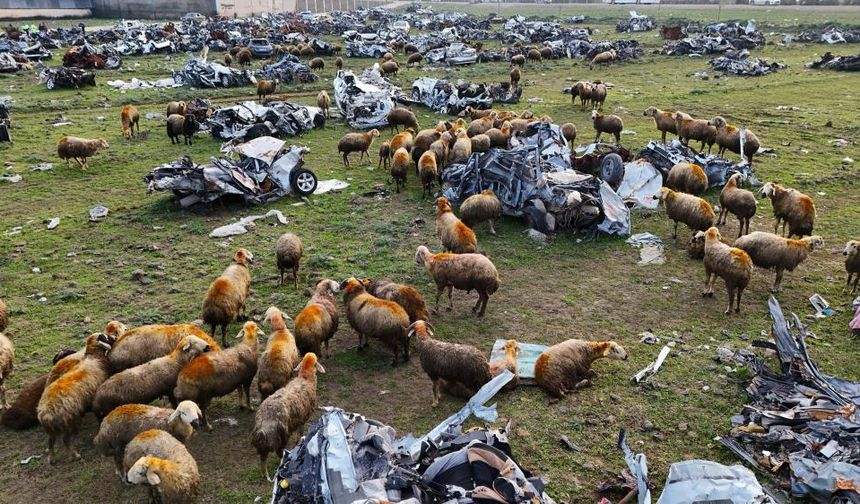 Asrın felaketinin ardındaki garip manzara: Deprem mezarlığında otlayan koyunlar