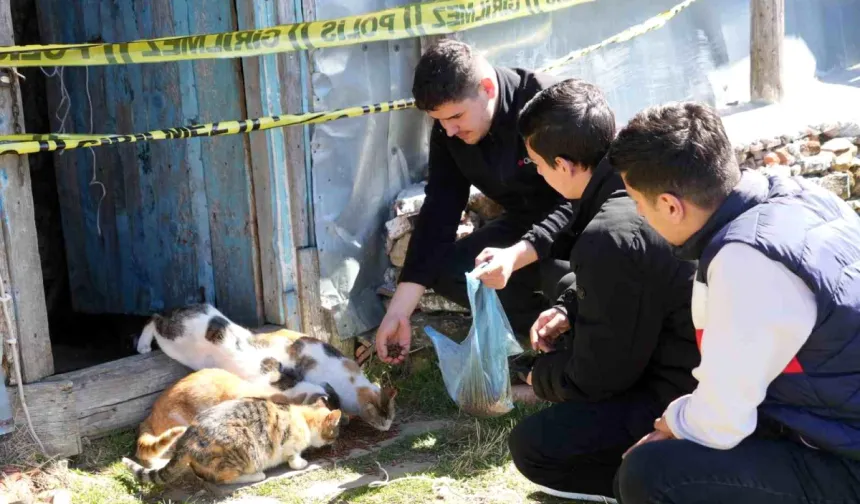 Kastamonu'da yaşlı adamın evinde baygın bulunması 36 kedisini sahipsiz bıraktı!
