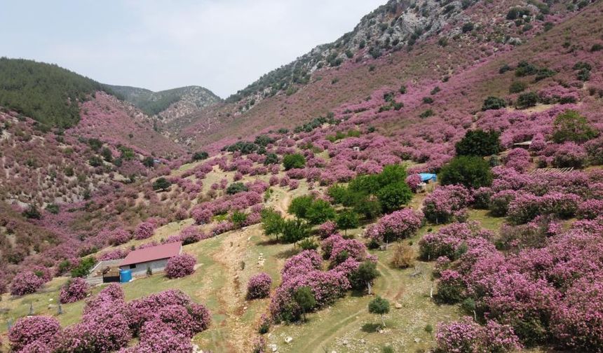Adana pembelere büründü: Kozan dağlarında zakkumlar çiçek açtı!