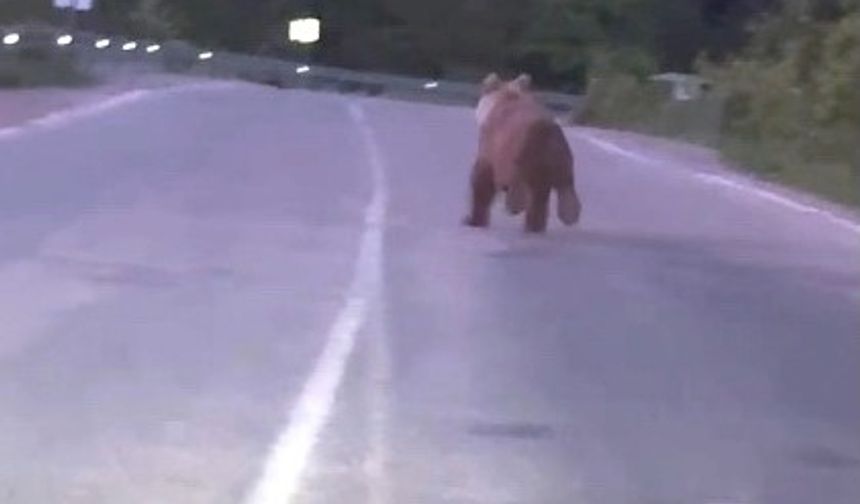 Bartın'da sürücünün önüne ayı çıktı: Paniğe neden oldu!