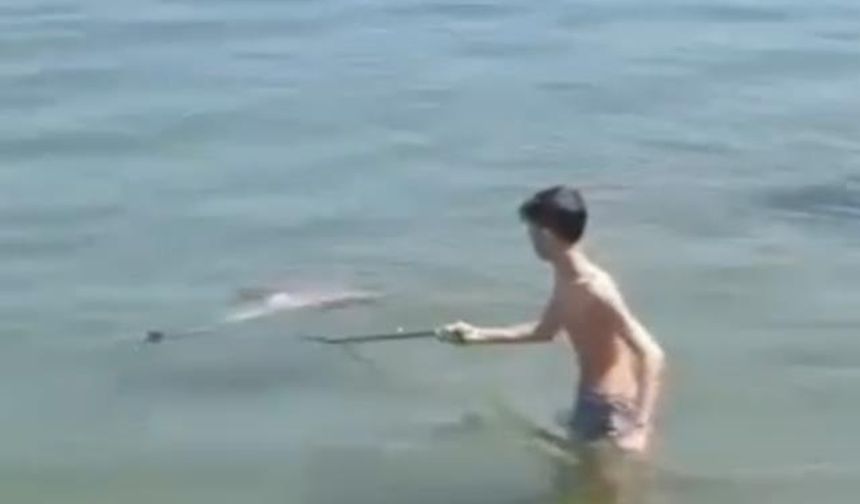 Bursa'da şok eden olay: Çocuklar denizde ölü yunus balığı buldu!