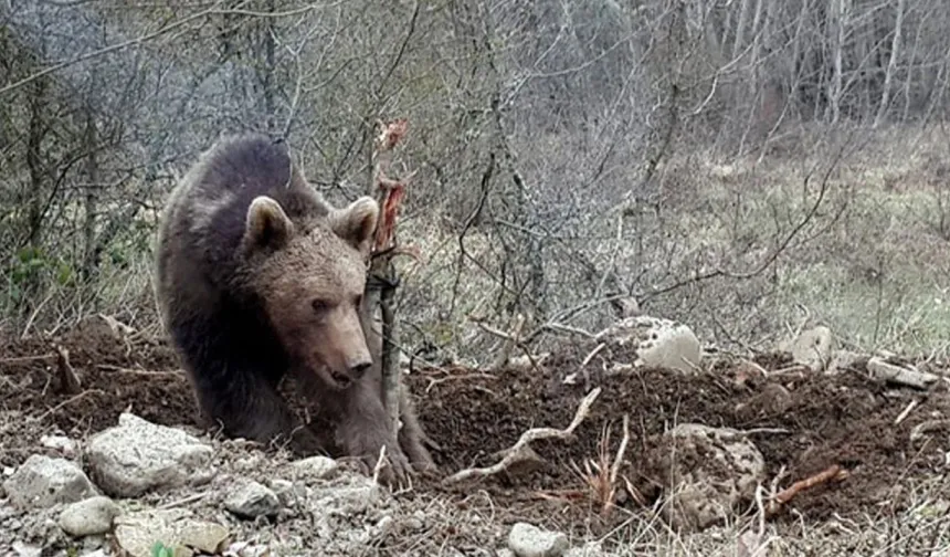 Tunceli'de ayı saldırısında hayatını kaybeden vatandaş bulundu