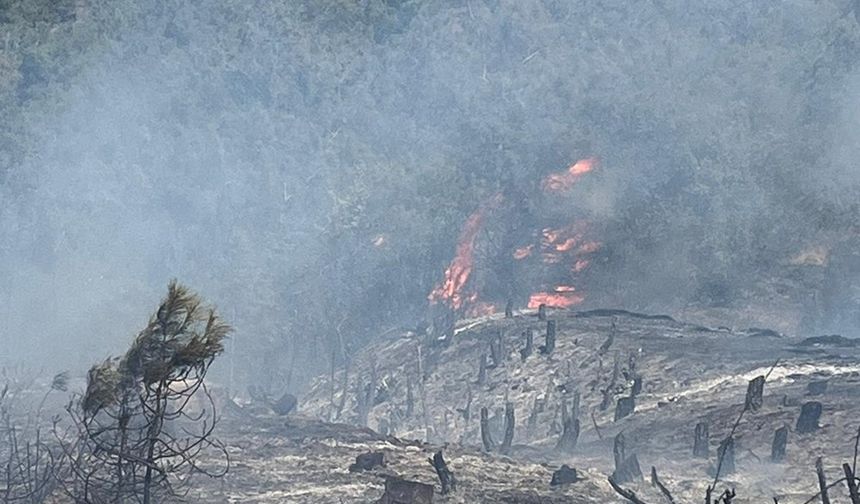 Sinop Boyabat'ta orman yangını: 1 dönüm arazi zarar gördü