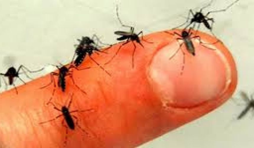 Sivrisinek kabusundan kurtulmanızı sağlayacak yöntem : Kaçacak delik arıyorlar