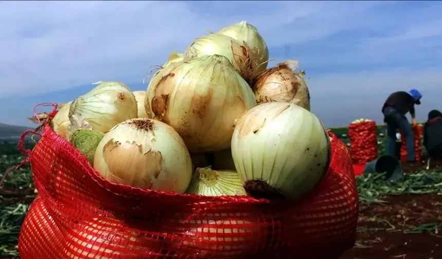 Çuvalla alan kara kara düşünüyordu: Soğanı aylarca taze tutan yöntem ortaya çıktı