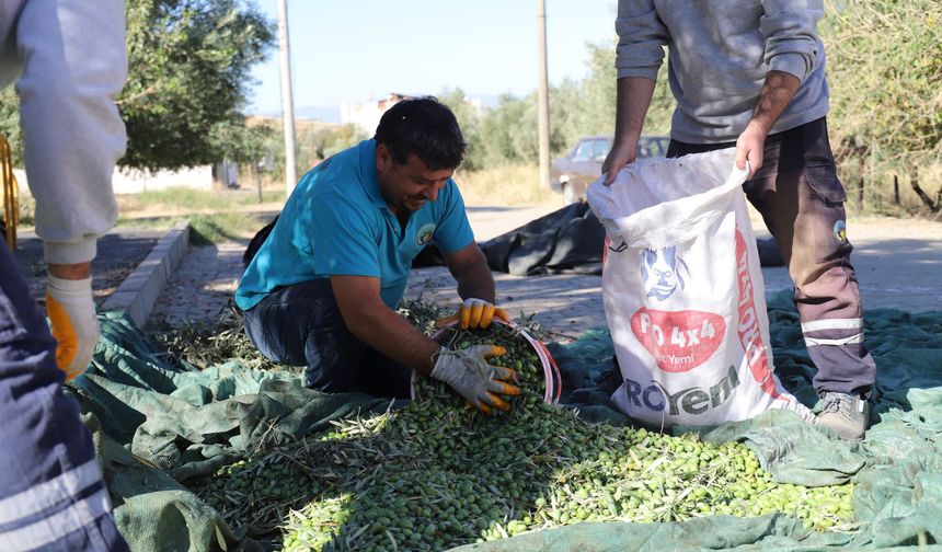 Turgutlu'da gelenek devam ediyor: Zeytin hasadı başladı!