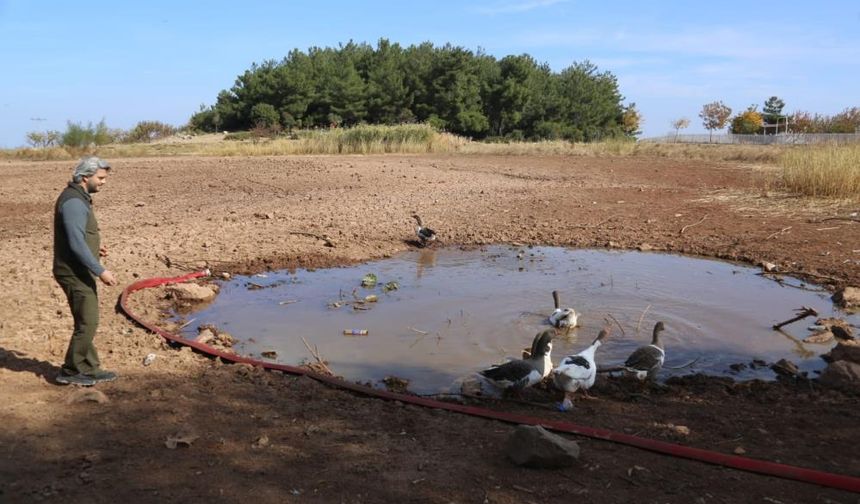 Manisa’nın Doğal Gölü Sülüklü Göl kurudu: Göle su taşıyarak can veriliyor