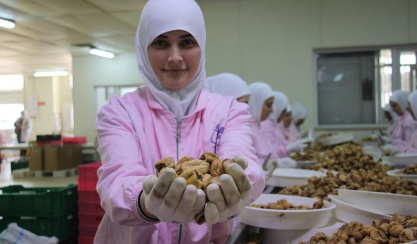 100'den fazla ülke Aydın'ın kuru incirini konuşuyor