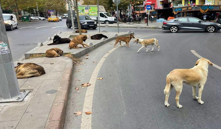 Muğla’da sahipsiz hayvanlar için yeni dönem başlıyor