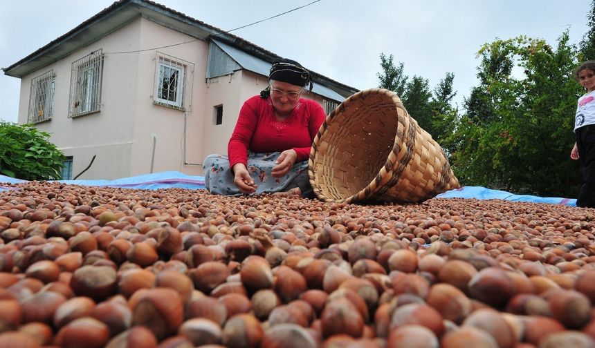 Fındık üreticisi fiyat artışı bekliyor: 200 bin ton fındık pazara inmiyor