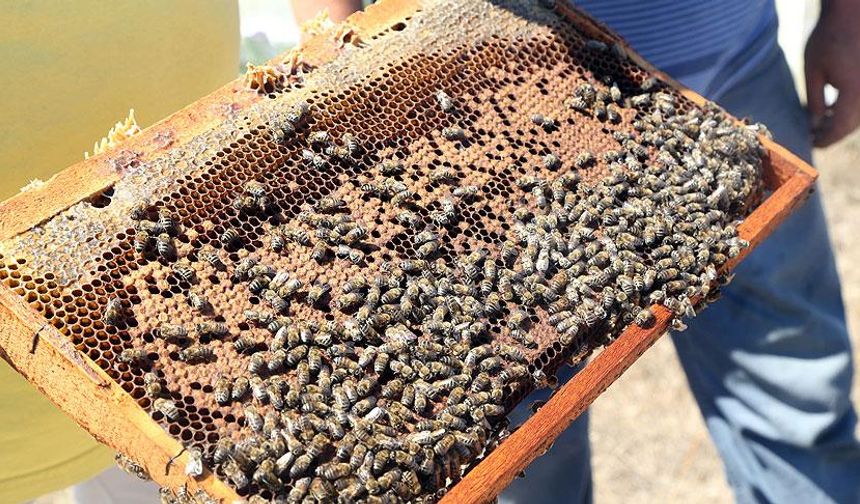 Arı kolonilerinin azalması Muğla'da çam balı üretimini etkiliyor