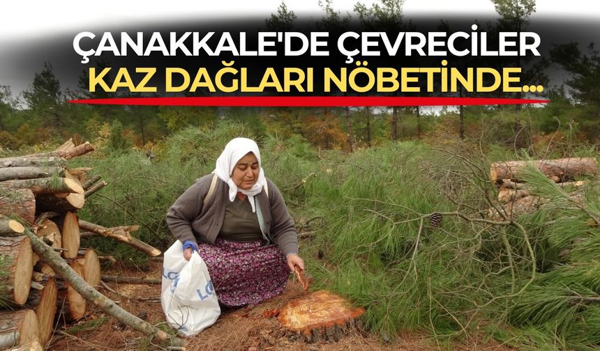 Kaz Dağları'ndaki ağaç kesimine çevrecilerden tepki