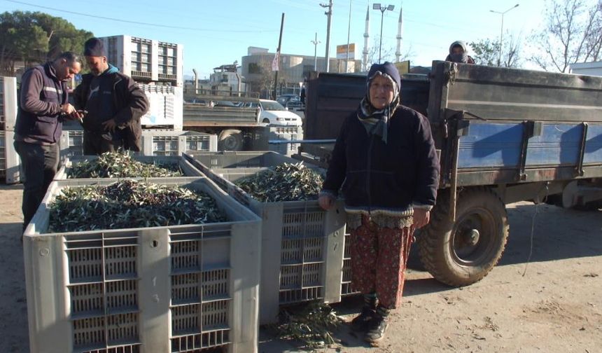 Balıkesir’de kuraklık zeytin üreticisine zor zamanlar yaşatıyor