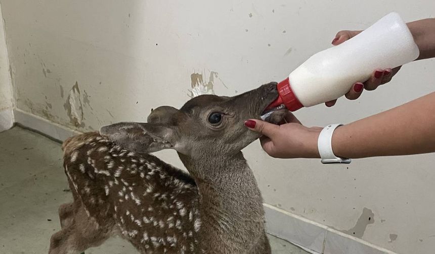 Afyonkarahisar'da yaralı kızılgeyik yavrusu koruma altına alındı!