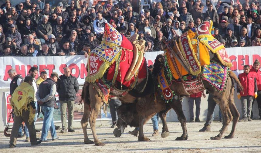 Bayramiç’te deve güreşi heyecanı: 6 bin kişi katıldı!