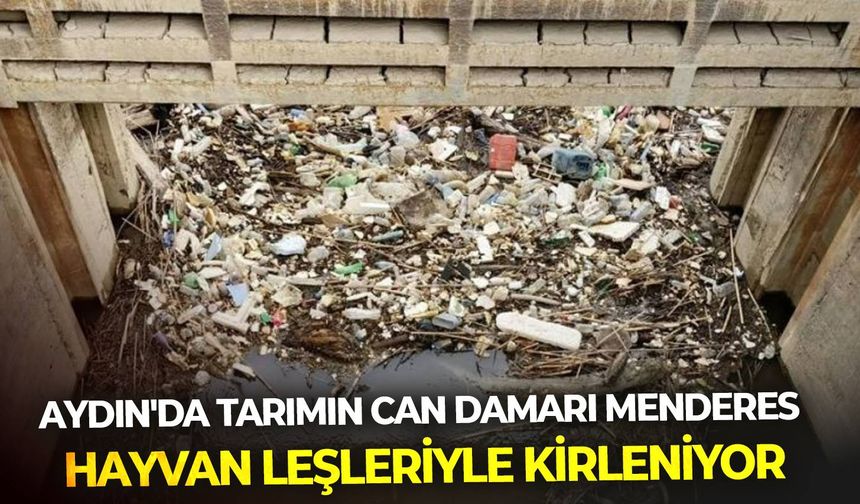 Aydın'da tarımın can damarı Menderes, hayvan leşleriyle kirleniyor