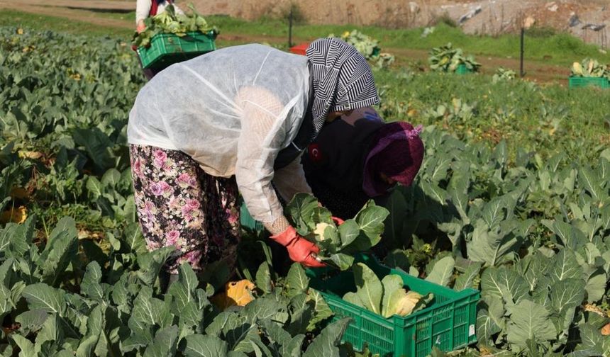 Efeler Belediyesi, taze karnabaharla sağlıklı gıda devrimi başlatıyor!