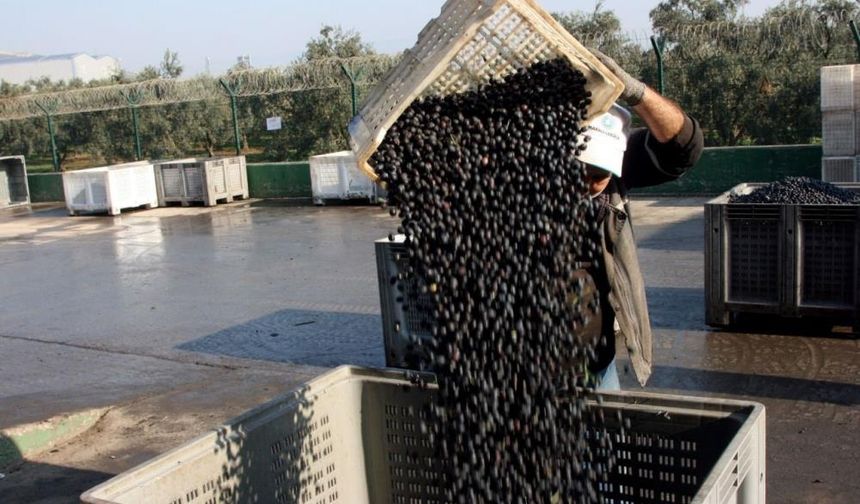 Zeytin alımı tamam, ödemeler yapıldı!