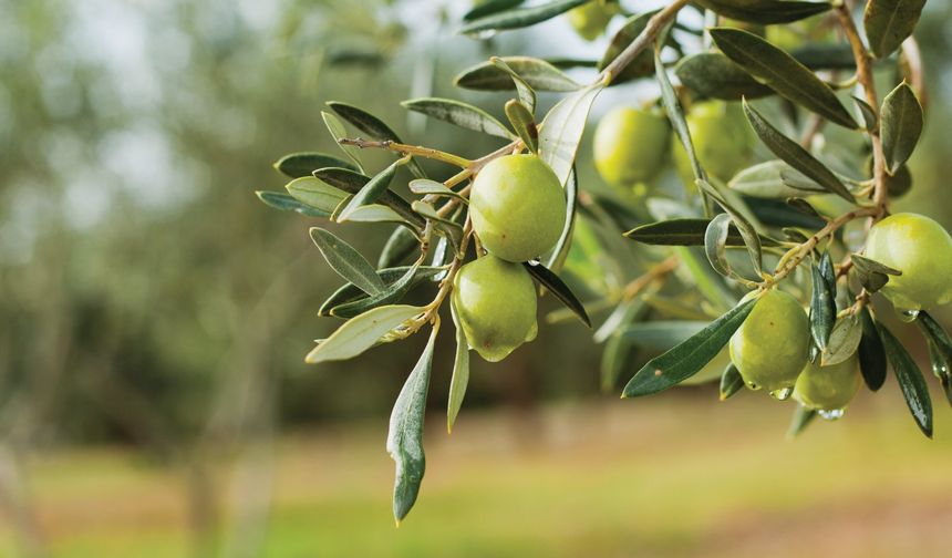 BAÇEM'den zeytin yetiştiriciliği kursu!