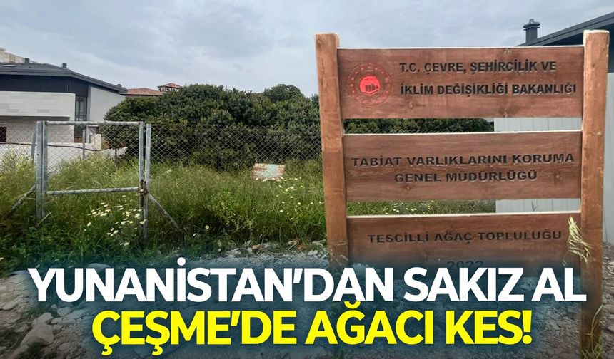 Koruma altındaydı betona kurban gitti: Yunanistan’dan sakız al, Çeşme’de ağacı kes!