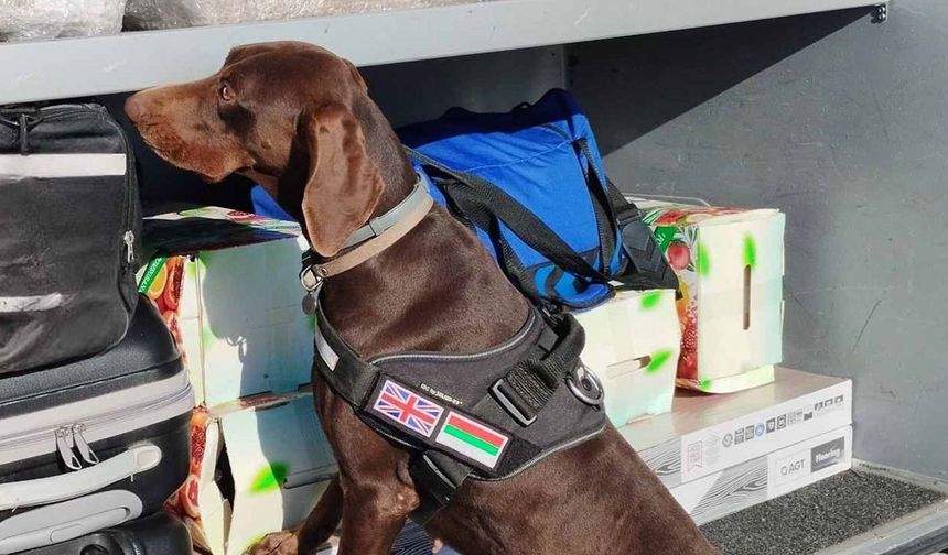 Sınırda büyük operasyon: Beyan edilmemiş Eurolar eğitimli köpek katkısıyla fark edildi!