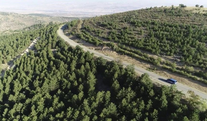 Muğla'da ormanlara giriş yasaklandı: 5 ay sürecek tedbirler devrede!