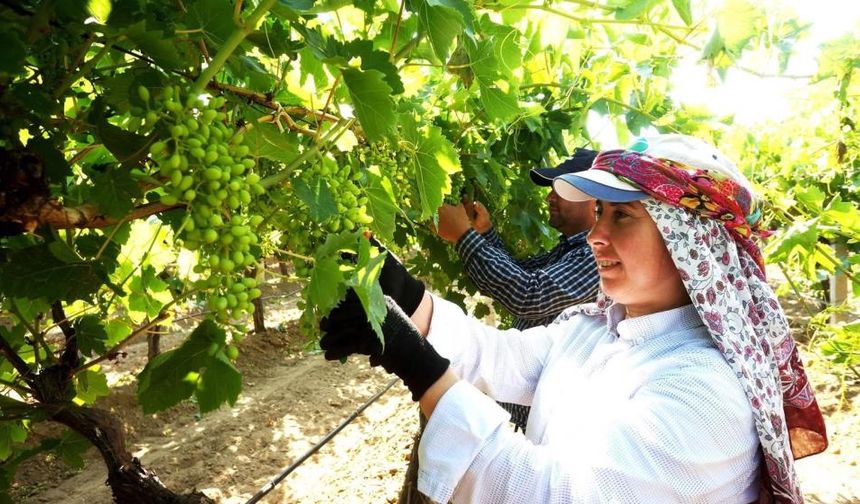 Üzümde ihracat hedefi: Sarıgöl’de salkım düzenleme başladı