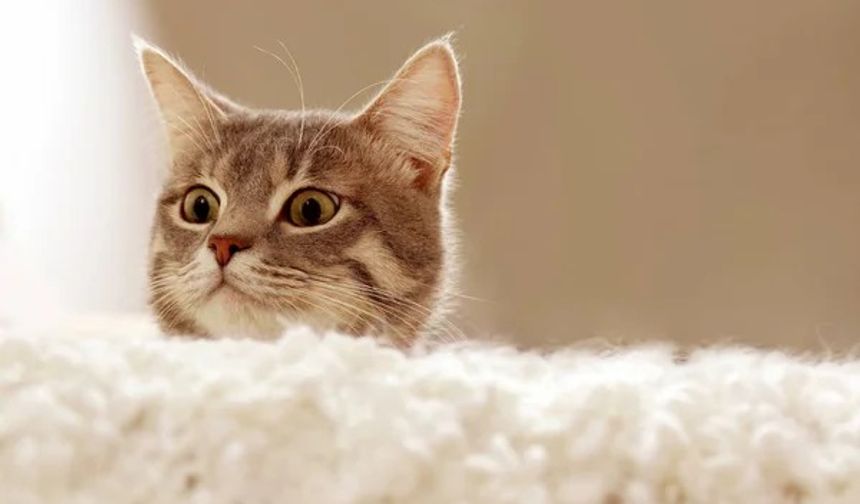 55 yaşındaki adamın akciğerine kaçan kedi tüyü nedeniyle vefat ettiği iddia edildi