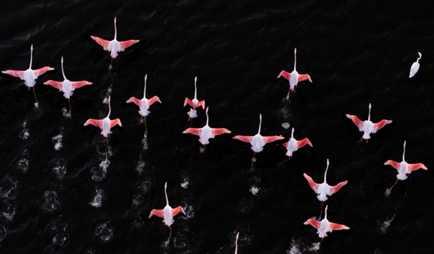 Gediz Deltası’nda flamingolar dronla görüntülendi